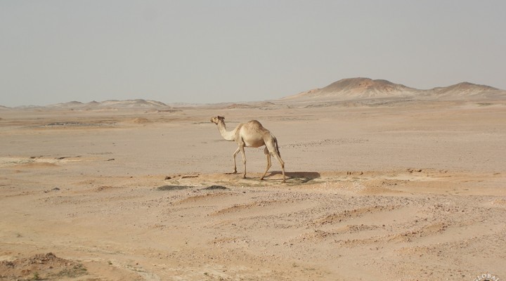 The Global Girl Travels: Camel in the Sahara desert, Egypt.